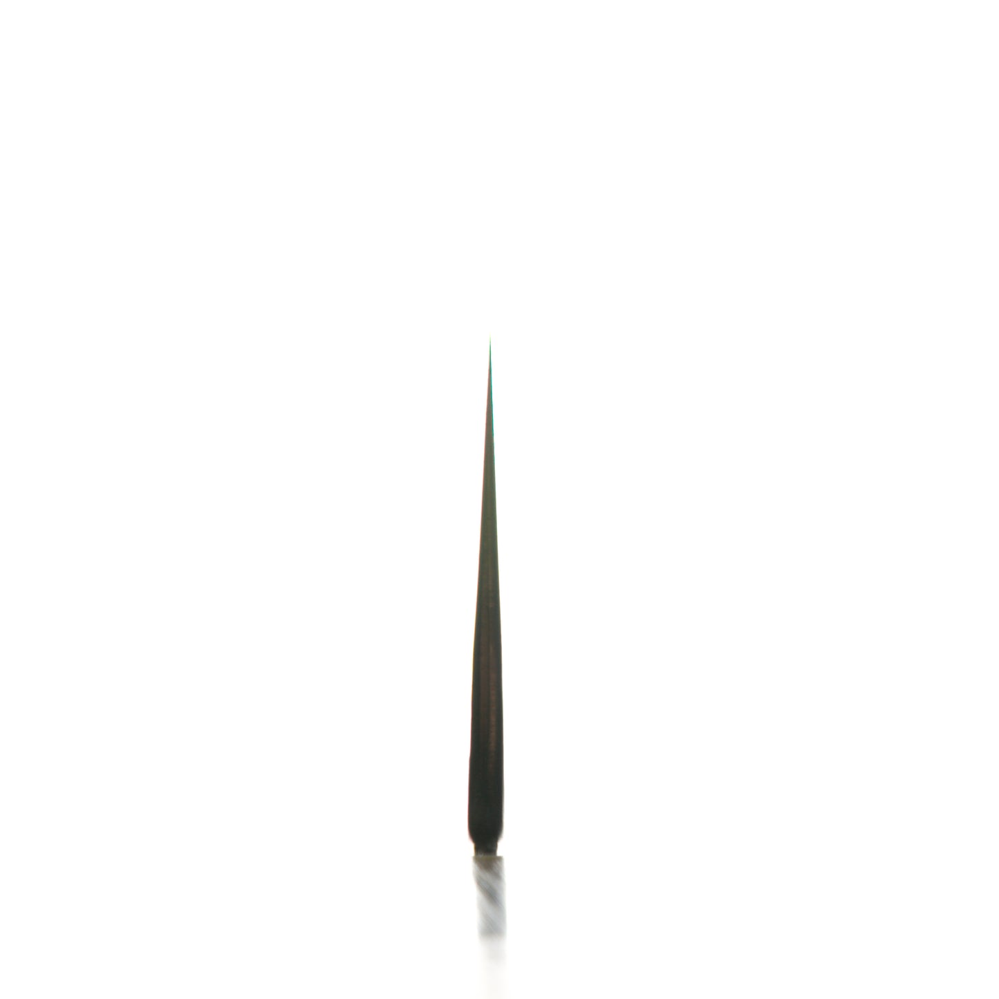 Satoshi Nakagawa Ginsan Tsuchime Gyuto 240mm - Ebony & Blonde
