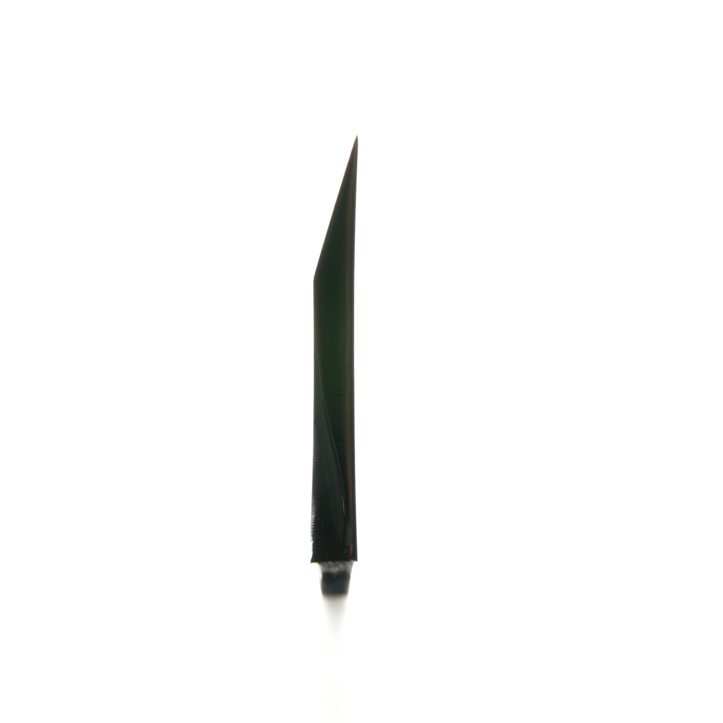 Sakai Kikumori Shironiko Deba 210mm - Magnolia and Black Horn