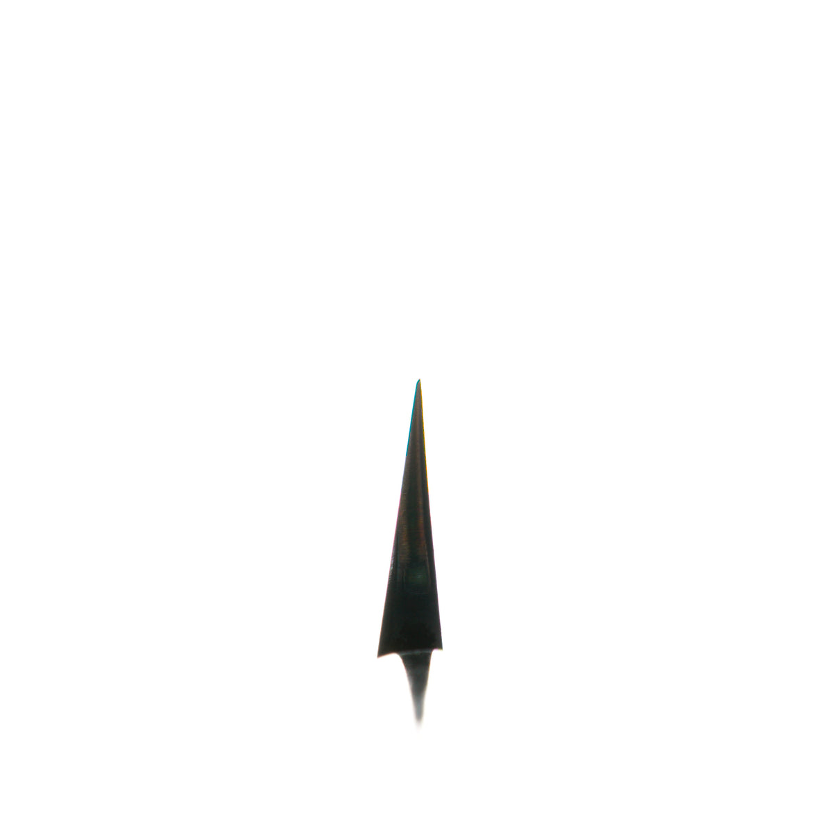 Sakai Kikumori Shironiko Yanagiba 270mm - Magnolia and Black Horn